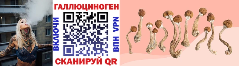блэк спрут ссылки  Короча  Галлюциногенные грибы Psilocybe 